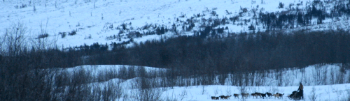 Paige Drobny - Yukon Quest 2011