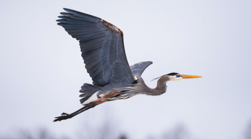 Screen Shot 2017-07-09 at 8.08.46 AM.png